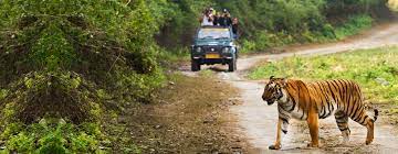 Experience the thrill of a jeep safari in corbett, here is the picture of jeep who are sighting tiger